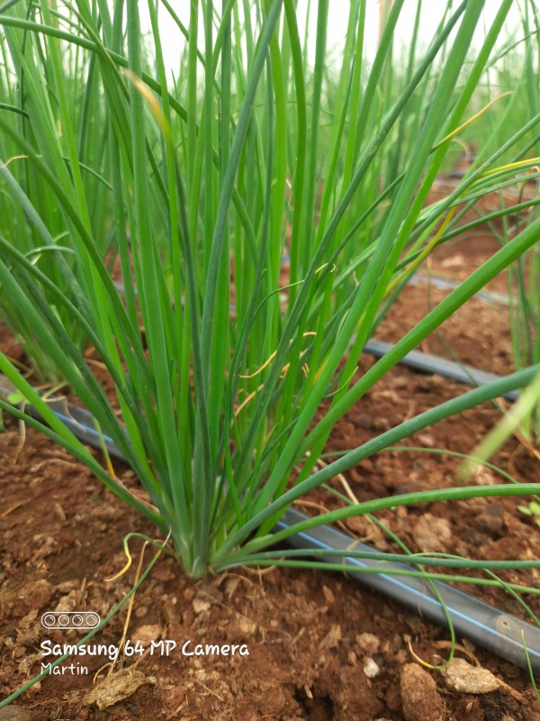 Chives from Kenya